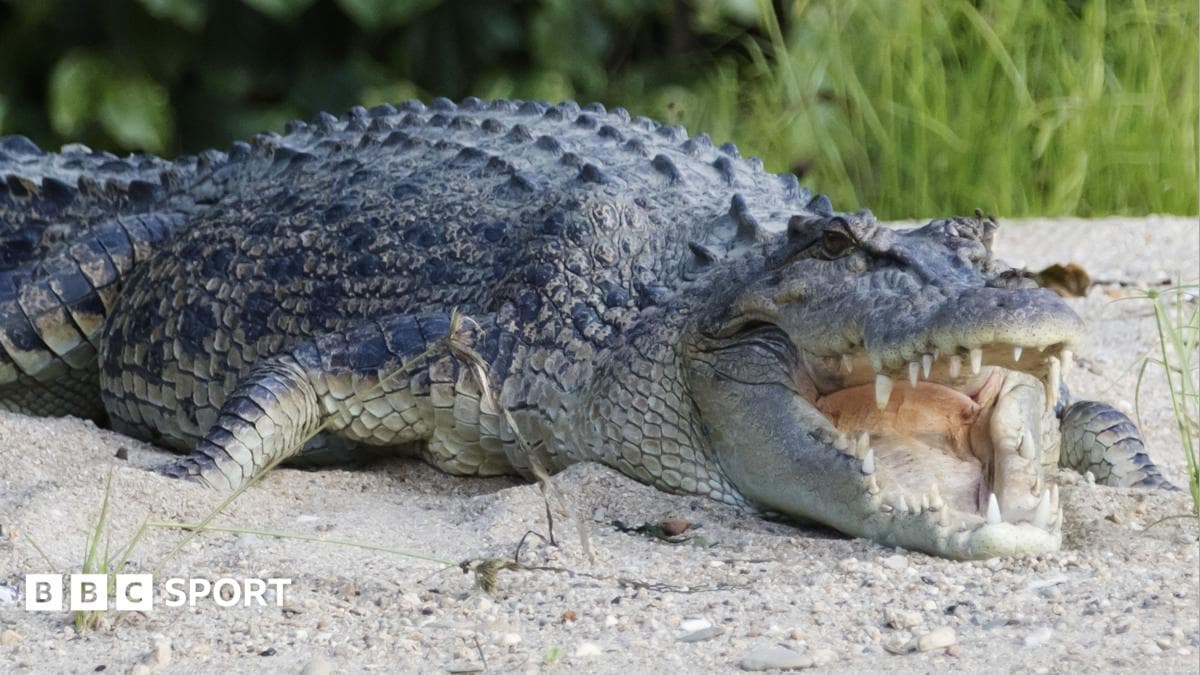 River home to 500 crocodiles chosen as Olympic rowing venue