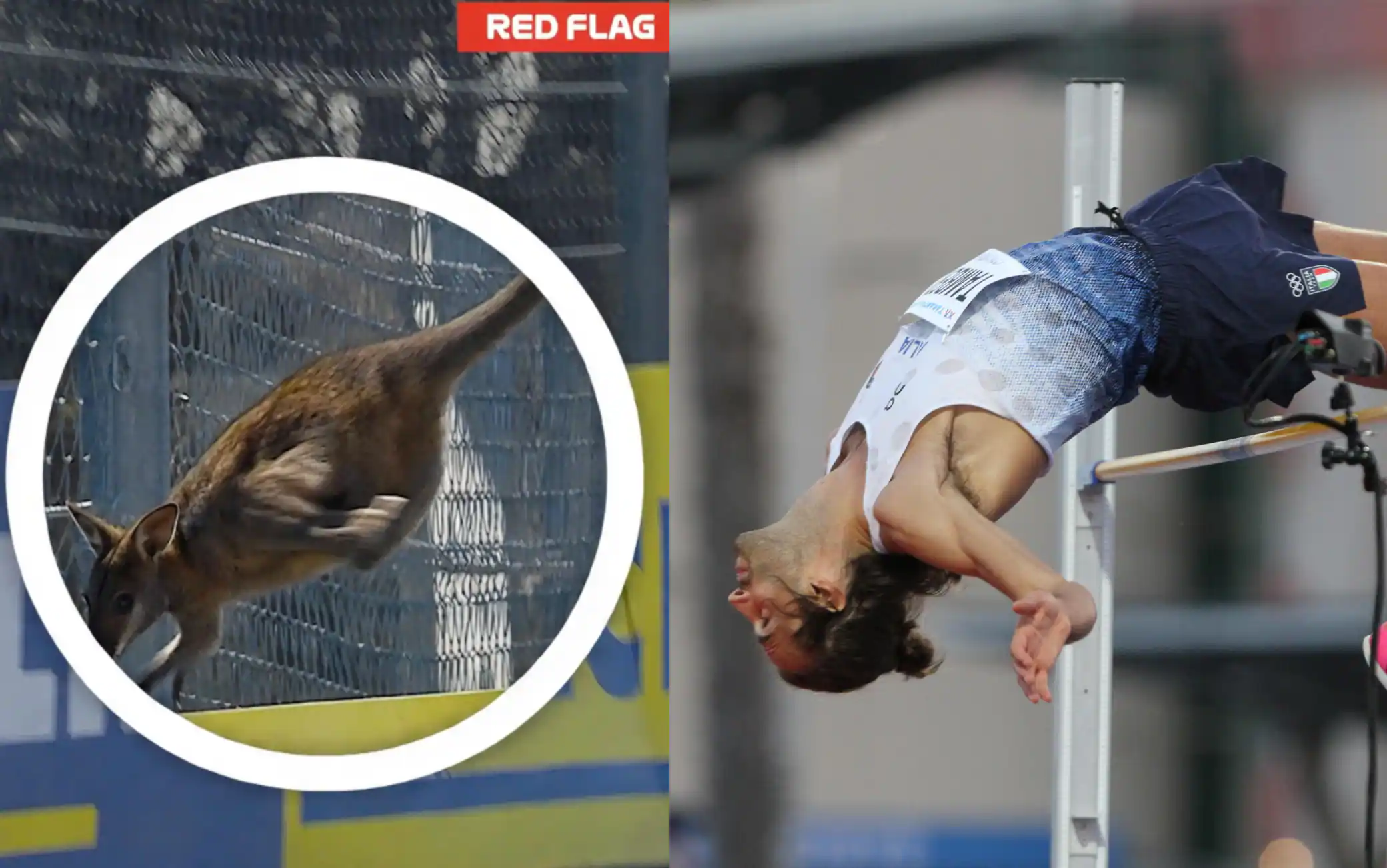 MotoGP, wallaby in pista in Australia: salto alla Gimbo Tamberi. VIDEO
